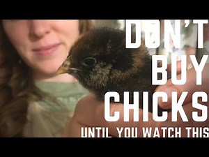 Everything you need to know before buying chicks!