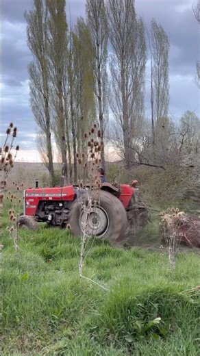 The Massey Ferguson 285 tractor is pulling the wood with all its might
