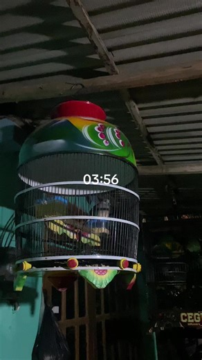 Ada alarm tapi bukan hp hehehe😁🙏🏻🙏🏻,awali dengan kopi pagi!!😁☕️ #teammbolang #perkututlokal #kicaumanianusantara #perkututkaturanggan #vibes