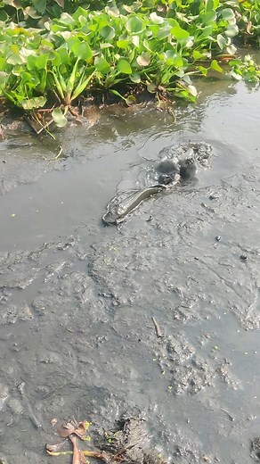 Best muddy fishing | Village Life