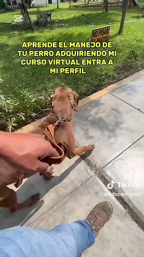 Controla a Tu Perro: Claves para un Buen Adiestramiento
