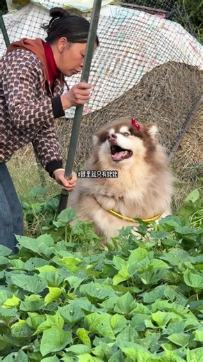 Video của 小宝贝🐶 (@bibikon51) với bản nhạc nhạc nền - 小宝贝🐶