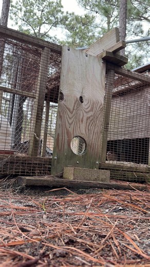 Training Quail for Bird Dogs Effectively