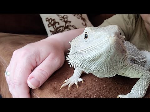 Bearded Dragon Behaviors (Part 1)