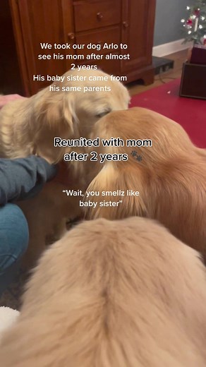 Do Dogs Remember Their Mom? Golden Retriever Reunited with Mother After 2 Years