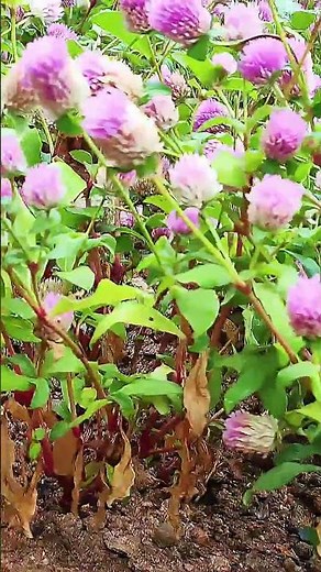 Blooming Beauty: Pink Globe Amaranth #naturelover #beautifulflowers