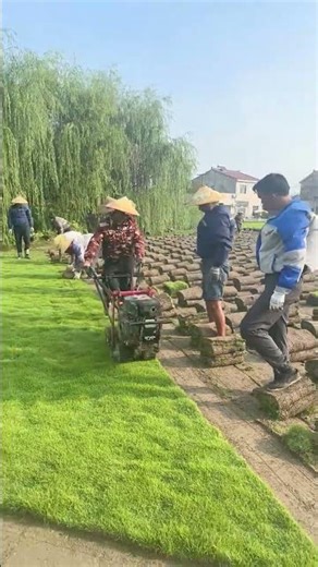 How Grass Rolls Are Prepared | The Sod Carpet Removal Process