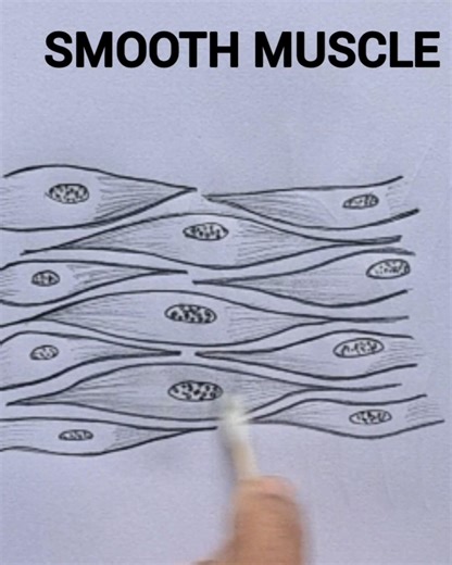 How to draw smooth muscle easily /smooth muscle easy drawing /class 9 biology diagram