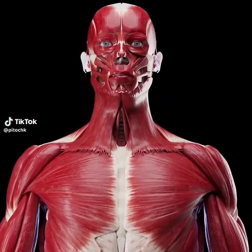 The Evolution of the Human Brain and Mobility