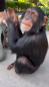 92K views · 3K reactions | Clap clap clap #animals #monkey #viral | Jacob Feder | Facebook