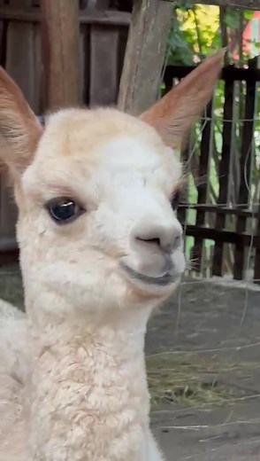 tre_alpacas on TikTok