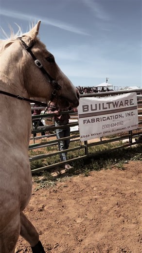 So proud of honey for getting me a new pr for poles with a 22.0!! • #foryou #fypviraシ゚viral #fyp #barrelracer #western #barrelhorse #polebending