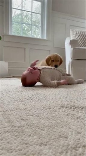 Cute Baby & Golden Retriever Puppy Playing Together 🐶👶 | Baby Pup Fun ❤️