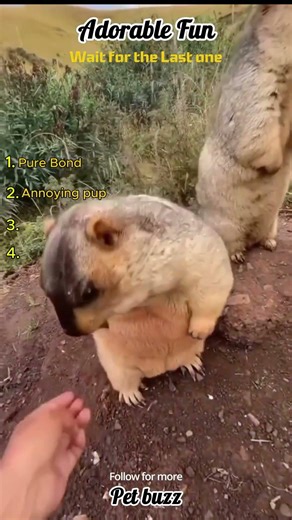 Adorable Fun Pets | Dog and Baby Goat Funny Moments 😂