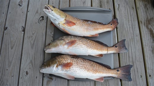 Red drum conservation targets receive criticism from Georgia anglers