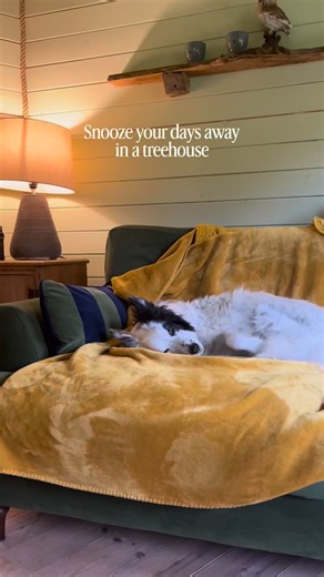 Dog-friendly treehouses don't come around often, so make the most of The Owl House! 🌲 Holidays are made for relaxing, and this could be a senior dog's ideal escape to catch up on all those Z's! 🏡 The Owl House, Shropshire 🌲 Enclosed garden with plenty of space to roam 🐶 Sleeps 5 dogs and 2 humans 🫧 Indoor and outdoor bath for the humans Book The Owl House via the link 👉 https://www.pawsandstay.co.uk/dog-friendly/holidays/the-owl-house/ 📸 @staciej_ | Paws & Stay