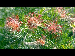 The Garden Gurus - Groovy Grevillea's
