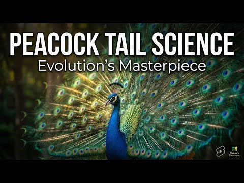 Why Male Peacocks Display Huge Feathers The Science of Sexual Selection