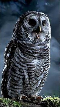 Mysterious Owl Sound 🌙 Night Ambience Short