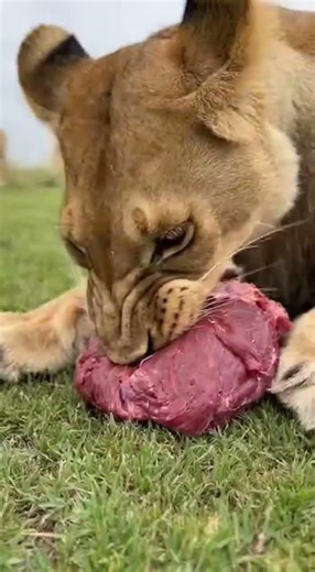 Feeding Lions in a Controlled Wildlife Sanctuary 🦁
