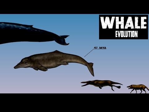 Evolution of Whales | From Land Animals to Ocean Giants