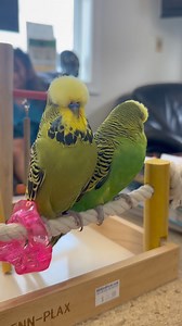 2.1K views · 22 reactions | English Budgies are smart little birds....