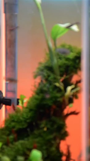 Work’s piling up? Emails nonstop? Here’s your reminder to breathe. 🌊 A mini desk aquarium isn’t just decoration — it’s therapy in motion. Watching your fish glide between plants, seeing bubbles rise through gentle light... that’s mindfulness, the aquatic way. 💡 MAS tip: Try adding a few White Clouds or Corydoras with a Java Fern centerpiece. Small setup, big impact — and a guaranteed stress reliever for your workspace. | Micro Aquatic Shop