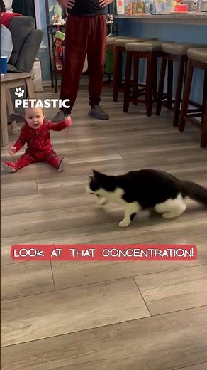 Baby Playing With Cat Creates the Sweetest Friendship Moment
