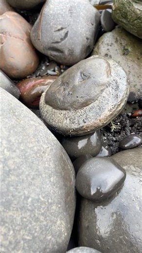 Beach-Found Ammonite Comes Alive! 🌀✨