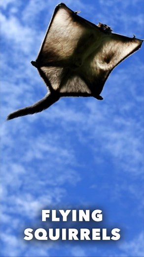 Flying Squirrels - Fast Facts