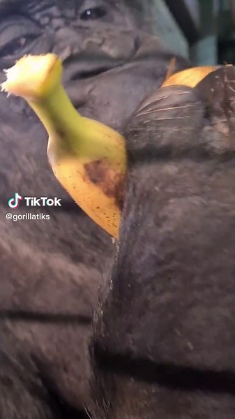 Gorilla Eating Bananas: ASMR Mukbang Experience