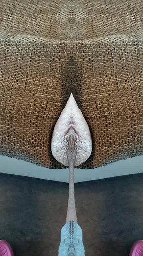 Ibo Miracle on TikTok