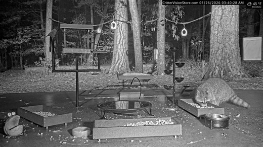 CritterVision Critter Cam: 24/7 Live Critter, Nature and Wildlife-Viewing Cam! Raccoons opossums foxes armadillos squirrels deer & more!