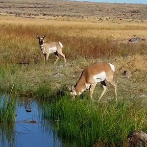 75K views · 672 reactions | Waterfowl Hunting on Reels | Facebook