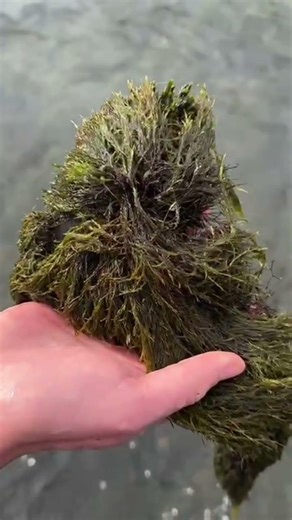 Scud pattern might work🤔 #flyfishing #flytying #trout