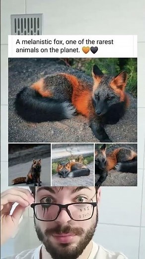 A melanistic fox, one of the rarest animals on the planet.