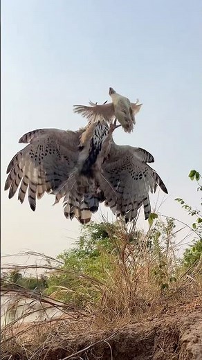 Amazing skill of Hawk Eagle hunt biof prey #wildlife #harehunting #harehunting #hunt