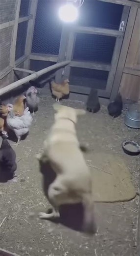 Protector Mode Activated: Dog Confronts Weasel