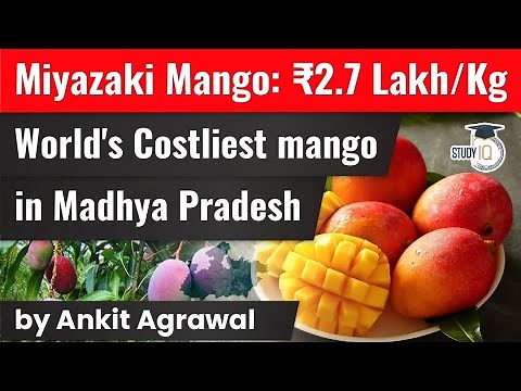 World's most expensive mango MIYAZAKI sold for Rs 2.7 Lakh per kilo - Agriculture Current Affairs