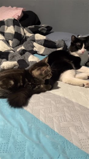 Sky🐈‍⬛Remi🐈 on Instagram: "Sky & Remi 🐈🐈‍⬛ #catagram #cat #catoftheday #catlover #cats_of_instagram"