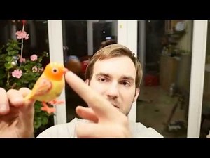 Digibirds Gadget Review [4K]