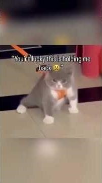 Cats Getting Scared Compilation 😱 | Best Reactions