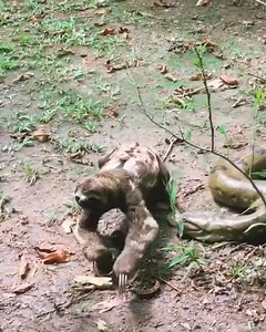 2M views · 10K reactions | Best Animal & Nature on Reels | Facebook