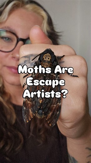 🐛 stoned affection on Instagram: "death's-head hawkmoths have the reputation of being sneaky little gals and guys! ✨ their slippery fur exterior and strong flexible limbs enable them to squeeze out of the tightest spots. 👀 bear this in mind if ever you raise them - their enclosure needs to be locked tf down or they'll manipulate any tiny holes, loose seams, almost closed zips OPEN to escape and fly around your house causing mayhem. 😂 - #funnyanimals #insects #entomology #deathsheadmoth #moths