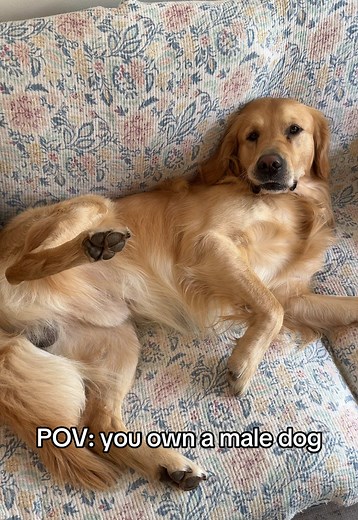 Life with a Male Dog: A Relatable Perspective