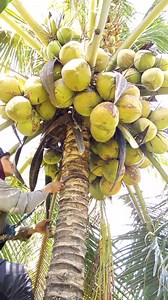 2.2M views · 28K reactions | Enaknya kalau pake pengaman, ketemu buah lebat dan rapat seperti ini auto mudah manennya #coconutclimb #coconutharvest #holiday | Ansar Anca | Facebook