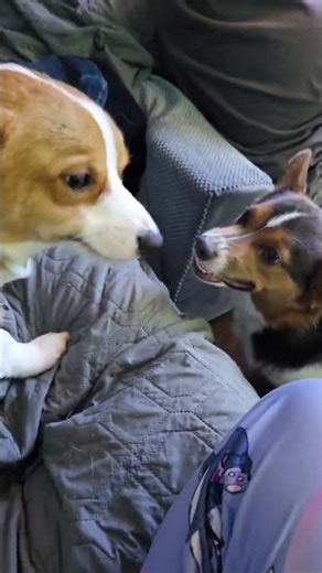 @taroandbobacorgi: apparently only one of them can be pet on the couch and its Boba #dog #doglover