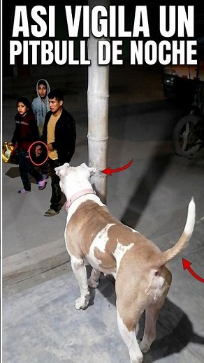 Mi pitbull vigiló a esta pareja hasta que desaparecieron por completo