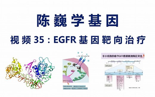 【陈巍学基因】视频35：EGFR基因靶向治疗