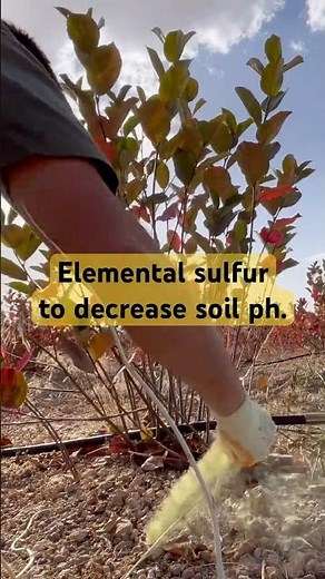 Applying elemental sulfur dust to decrease soil ph. #agriculture #farming #sulfur #soilhealth #soil